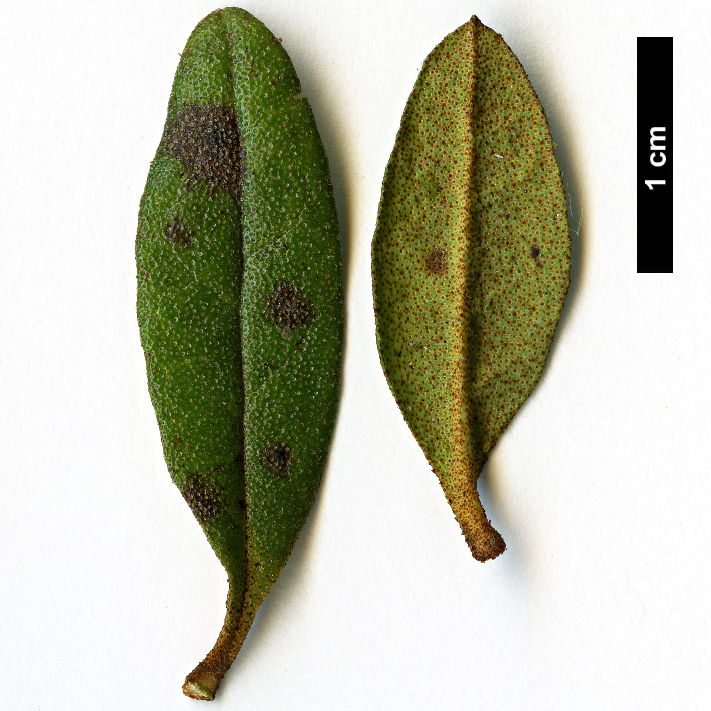 High resolution image: Family: Ericaceae - Genus: Rhododendron - Taxon: rupicola - SpeciesSub: var. chryseum 